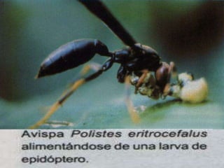 Presentacion Citricos II Ganador