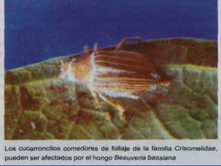 Presentacion Citricos II Ganador