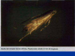 Presentacion Citricos II Ganador