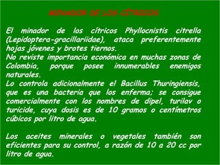 Presentacion Citricos II Ganador