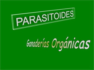 Presentacion Citricos II Ganador