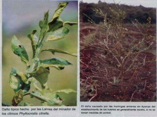 Presentacion Citricos II Ganador