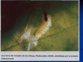 Presentacion Citricos II Ganador