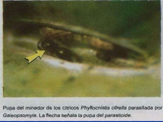 Presentacion Citricos II Ganador