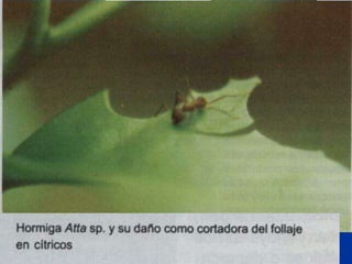 Presentacion Citricos II Ganador