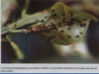 Presentacion Citricos II Ganador