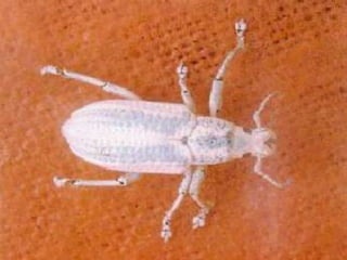 Presentacion Citricos II Ganador