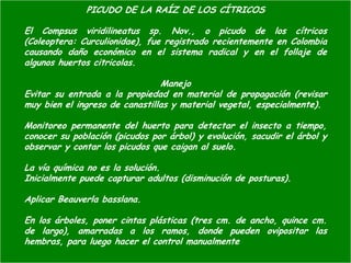 Presentacion Citricos II Ganador