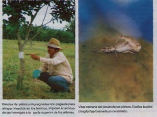 Presentacion Citricos II Ganador