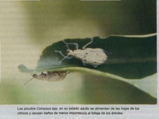 Presentacion Citricos II Ganador