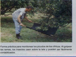 Presentacion Citricos II Ganador