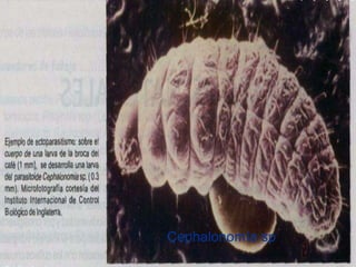 Presentacion Citricos II Ganador