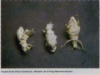 Presentacion Citricos II Ganador