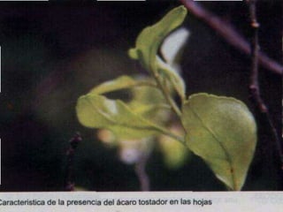 Presentacion Citricos II Ganador