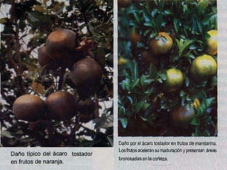 Presentacion Citricos II Ganador