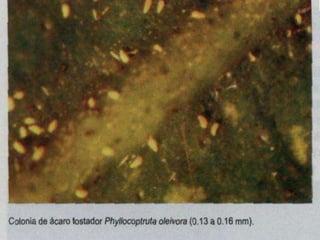 Presentacion Citricos II Ganador