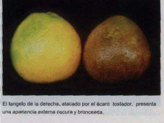 Presentacion Citricos II Ganador