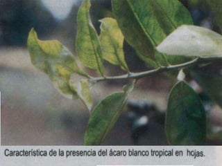 Presentacion Citricos II Ganador