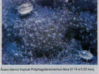 Presentacion Citricos II Ganador