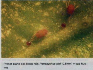 Presentacion Citricos II Ganador