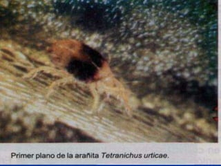 Presentacion Citricos II Ganador