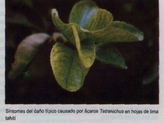 Presentacion Citricos II Ganador