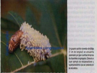 Presentacion Citricos II Ganador