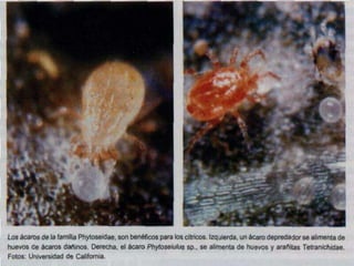 Presentacion Citricos II Ganador