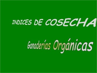 Presentacion Citricos II Ganador