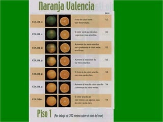 Presentacion Citricos II Ganador