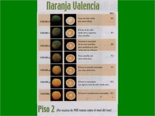 Presentacion Citricos II Ganador