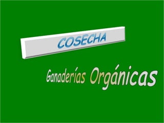 Presentacion Citricos II Ganador