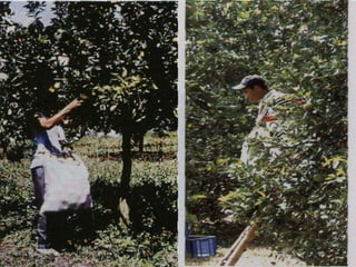 Presentacion Citricos II Ganador