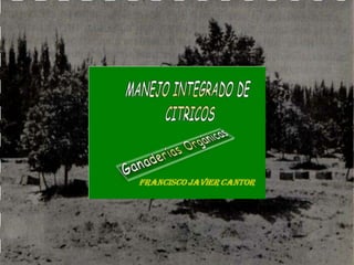 Presentacion Citricos II Ganador