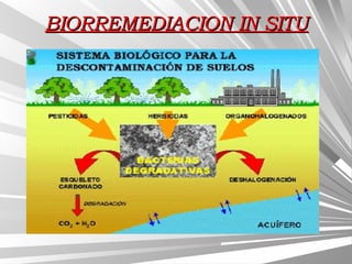BIORREMEDIACION IN SITUBIORREMEDIACION IN SITU
 