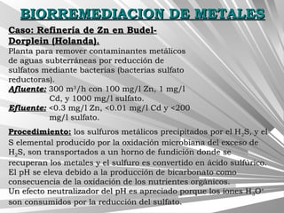 BIORREMEDIACION DE METALESBIORREMEDIACION DE METALES
Caso: Refinería de Zn en Budel-Caso: Refinería de Zn en Budel-
Dorplein (Holanda).Dorplein (Holanda).
Planta para remover contaminantes metálicosPlanta para remover contaminantes metálicos
de aguas subterráneas por reducción dede aguas subterráneas por reducción de
sulfatos mediante bacterias (bacterias sulfatosulfatos mediante bacterias (bacterias sulfato
reductoras).reductoras).
Afluente:Afluente: 300 m300 m33
/h con 100 mg/l Zn, 1 mg/l/h con 100 mg/l Zn, 1 mg/l
Cd, y 1000 mg/l sulfato.Cd, y 1000 mg/l sulfato.
Efluente:Efluente: <0.3 mg/l Zn, <0.01 mg/l Cd y <200<0.3 mg/l Zn, <0.01 mg/l Cd y <200
mg/l sulfato.mg/l sulfato.
Procedimiento:Procedimiento: los sulfuros metálicos precipitados por el Hlos sulfuros metálicos precipitados por el H22S, y elS, y el
S elemental producido por la oxidación microbiana del exceso deS elemental producido por la oxidación microbiana del exceso de
HH22S, son transportados a un horno de fundición donde seS, son transportados a un horno de fundición donde se
recuperan los metales y el sulfuro es convertido en ácido sulfúrico.recuperan los metales y el sulfuro es convertido en ácido sulfúrico.
El pH se eleva debido a la producción de bicarbonato comoEl pH se eleva debido a la producción de bicarbonato como
consecuencia de la oxidación de los nutrientes orgánicos.consecuencia de la oxidación de los nutrientes orgánicos.
Un efecto neutralizador del pH es apreciado porque los iones HUn efecto neutralizador del pH es apreciado porque los iones H33OO++
son consumidos por la reducción del sulfato.son consumidos por la reducción del sulfato.
 