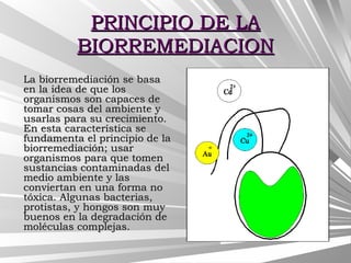 PRINCIPIO DE LAPRINCIPIO DE LA
BIORREMEDIACIONBIORREMEDIACION
La biorremediación se basaLa biorremediación se basa
en la idea de que losen la idea de que los
organismos son capaces deorganismos son capaces de
tomar cosas del ambiente ytomar cosas del ambiente y
usarlas para su crecimiento.usarlas para su crecimiento.
En esta característica seEn esta característica se
fundamenta el principio de lafundamenta el principio de la
biorremediación; usarbiorremediación; usar
organismos para que tomenorganismos para que tomen
sustancias contaminadas delsustancias contaminadas del
medio ambiente y lasmedio ambiente y las
conviertan en una forma noconviertan en una forma no
tóxica. Algunas bacterias,tóxica. Algunas bacterias,
protistas, y hongos son muyprotistas, y hongos son muy
buenos en la degradación debuenos en la degradación de
moléculas complejas.moléculas complejas.
 