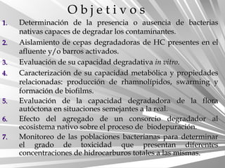 1.1. DDeterminación de la presencia o ausencia de bacteriaseterminación de la presencia o ausencia de bacterias
nativas capaces de degradar los contaminantes.nativas capaces de degradar los contaminantes.
2.2. Aislamiento de cepas degradadoras de HC presentes en elAislamiento de cepas degradadoras de HC presentes en el
afluente y/o barros activados.afluente y/o barros activados.
3.3. Evaluación de su capacidad degradativaEvaluación de su capacidad degradativa in vitroin vitro..
4.4. Caracterización de su capacidad metabólica y propiedadesCaracterización de su capacidad metabólica y propiedades
relacionadas: producción de rhamnolípidos, swarming yrelacionadas: producción de rhamnolípidos, swarming y
formación de biofilms.formación de biofilms.
5.5. Evaluación de la capacidad degradadora de la floraEvaluación de la capacidad degradadora de la flora
autóctona en situaciones semejantes a la real.autóctona en situaciones semejantes a la real.
6.6. Efecto del agregado de un consorcio degradador alEfecto del agregado de un consorcio degradador al
ecosistema nativo sobre el proceso de biodepuración.ecosistema nativo sobre el proceso de biodepuración.
7.7. Monitoreo de las poblaciones bacterianas para determinarMonitoreo de las poblaciones bacterianas para determinar
el grado de toxicidad que presentan diferentesel grado de toxicidad que presentan diferentes
concentraciones de hidrocarburos totales a las mismas.concentraciones de hidrocarburos totales a las mismas.
O b j e t i v o s
 