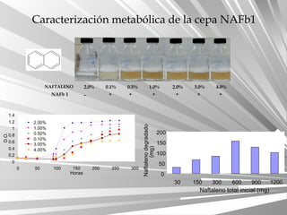Caracterización metabólica de la cepa NAFb1
NAFTALENO 2.0% 0.1% 0.5% 1.0% 2.0% 3.0% 4.0%
NAFb 1 - + + + + ++
0
0.2
0.4
0.6
0.8
1
1.2
1.4
0 50 100 150 200 250 300
Horas
D.O.
2.00%
1.00%
0.50%
0.10%
3.00%
4.00%
0
50
100
150
200
30 150 300 600 900 1200
Naftaleno total inicial (mg)
Naftalenodegradado
(mg)
 
