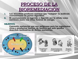PROCESO DE LAPROCESO DE LA
BIOREMEDIACIONBIOREMEDIACION
1.1. Los microbios producen enzimas que “rompen” la moléculaLos microbios producen enzimas que “rompen” la molécula
contaminante en partes digeribles.contaminante en partes digeribles.
2.2. El contaminante es ingerido y digerido por la célula comoEl contaminante es ingerido y digerido por la célula como
nutriente junto con otras fuentes de energía.nutriente junto con otras fuentes de energía.
OBJETIVOOBJETIVO
Convertir sustancias que son peligrosas para los organismosConvertir sustancias que son peligrosas para los organismos
vivos a productos inertes, de manera que solo quedenvivos a productos inertes, de manera que solo queden
desechos inofensivos de dichas sustancias.desechos inofensivos de dichas sustancias.
 