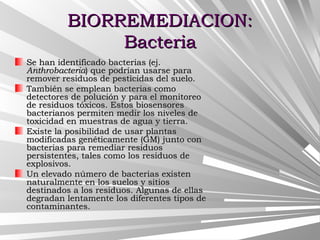BIORREMEDIACION:BIORREMEDIACION:
BacteriaBacteria
Se han identificado bacterias (ej.Se han identificado bacterias (ej.
AnthrobacteriaAnthrobacteria) que podrían usarse para) que podrían usarse para
remover residuos de pesticidas del suelo.remover residuos de pesticidas del suelo.
También se emplean bacterias comoTambién se emplean bacterias como
detectores de polución y para el monitoreodetectores de polución y para el monitoreo
de residuos tóxicos. Estos biosensoresde residuos tóxicos. Estos biosensores
bacterianos permiten medir los niveles debacterianos permiten medir los niveles de
toxicidad en muestras de agua y tierra.toxicidad en muestras de agua y tierra.
Existe la posibilidad de usar plantasExiste la posibilidad de usar plantas
modificadas genéticamente (GM) junto conmodificadas genéticamente (GM) junto con
bacterias para remediar residuosbacterias para remediar residuos
persistentes, tales como los residuos depersistentes, tales como los residuos de
explosivos.explosivos.
Un elevado número de bacterias existenUn elevado número de bacterias existen
naturalmente en los suelos y sitiosnaturalmente en los suelos y sitios
destinados a los residuos. Algunas de ellasdestinados a los residuos. Algunas de ellas
degradan lentamente los diferentes tipos dedegradan lentamente los diferentes tipos de
contaminantes.contaminantes.
 