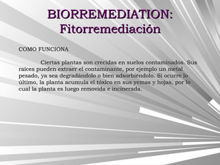 BIORREMEDIATION:BIORREMEDIATION:
FitorremediaciónFitorremediación
COMO FUNCIONACOMO FUNCIONA
Ciertas plantas son crecidas en suelos contaminados. SusCiertas plantas son crecidas en suelos contaminados. Sus
raíces pueden extraer el contaminante, por ejemplo un metalraíces pueden extraer el contaminante, por ejemplo un metal
pesado, ya sea degradándolo o bien adsorbiéndolo. Si ocurre lopesado, ya sea degradándolo o bien adsorbiéndolo. Si ocurre lo
último, la planta acumula el tóxico en sus yemas y hojas, por loúltimo, la planta acumula el tóxico en sus yemas y hojas, por lo
cual la planta es luego removida e incinerada.cual la planta es luego removida e incinerada.
 