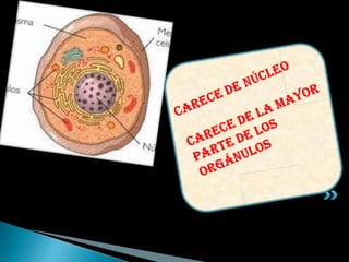 Carece de núcleoCarece de la mayor parte de los orgánulos
