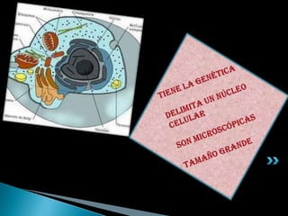 Tiene la genéticaDelimita un núcleo celularSon microscópicas Tamaño grande