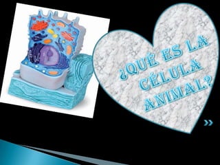 ¿qué es la Célula animal?