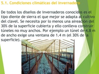 5.1. Condiciones climáticas del invernadero
De todos los diseños de invernaderos conocidos es el
tipo diente de sierra el que mejor se adapta al cultivo
del clavel. Se necesita por lo menos una aireación del
30% de la superficie cubierta y ello conlleva construir
túneles no muy anchos. Por ejemplo un túnel de 4.8 m
de ancho exige una ventana de 1.4 m (el 30% de la
superficie).
 