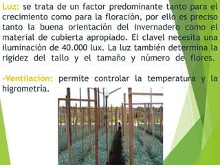 Luz: se trata de un factor predominante tanto para el
crecimiento como para la floración, por ello es preciso
tanto la buena orientación del invernadero como el
material de cubierta apropiado. El clavel necesita una
iluminación de 40.000 lux. La luz también determina la
rigidez del tallo y el tamaño y número de flores.
-Ventilación: permite controlar la temperatura y la
higrometría.
 