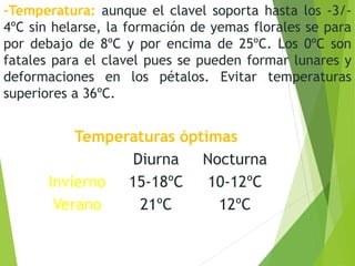 -Temperatura: aunque el clavel soporta hasta los -3/-
4ºC sin helarse, la formación de yemas florales se para
por debajo de 8ºC y por encima de 25ºC. Los 0ºC son
fatales para el clavel pues se pueden formar lunares y
deformaciones en los pétalos. Evitar temperaturas
superiores a 36ºC.
Temperaturas óptimas
Diurna Nocturna
Invierno 15-18ºC 10-12ºC
Verano 21ºC 12ºC
 
