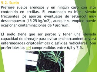 5.2. Suelo
Prefiere suelos arenosos y en ningún caso con alto
contenido en arcillas. El enarenado va bien, siendo
frecuentes los aportes eventuales de estiércol muy
descompuesto (15-25 kg/m2), aunque su empleo puede
ocasionar contaminaciones de Fusarium.
El suelo tiene que ser poroso y tener una elevada
capacidad de drenaje para evitar encharcamientos y así
enfermedades criptogámicas o asfixias radiculares. Son
preferibles los pH comprendidos entre 6,5 y 7,5.
 