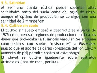 5.3. Salinidad
Al ser una planta rústica puede soportar altas
salinidades tanto del suelo como del agua de riego,
aunque el óptimo de producción se consigue con una
salinidad de 2 mmhos/cm.
5.4. Cultivo sin suelo
El cultivo sin suelo empezó a desarrollarse a partir de
1975 en numerosas regiones de producción debido a los
daños que provocaba la fusariosis vascular. Se emplean
contenedores con suelos "resistentes" a Fusarium,
puesto que el aporte calcáreo (presencia del ión Ca+2 y
aumento de pH) permite controlar este hongo.
El clavel se cultiva igualmente sobre sustratos
artificiales (lana de roca, perlita).
 